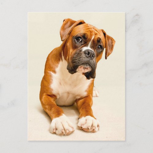 Boxer puppy on ivory cream backdrop postcard