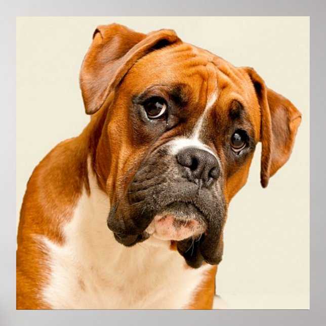 Boxer puppy on ivory cream backdrop. poster (Front)