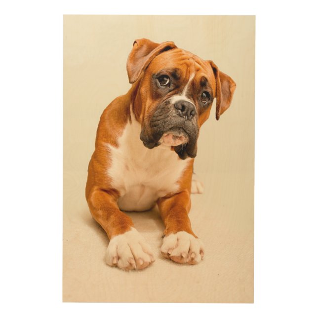 Boxer puppy on ivory cream backdrop. wood wall art (Front)