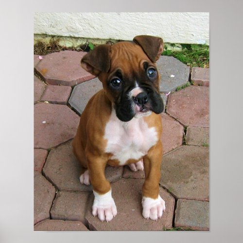 Boxer puppy poster
