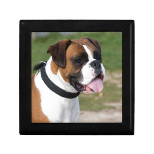Boxer Sitting Gift Box