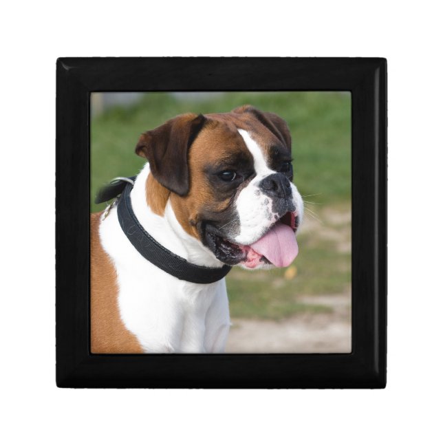 Boxer Sitting Gift Box (Front)