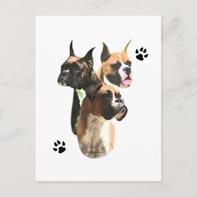 Boxer Trio Postcard (Front)