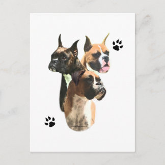 Boxer Trio Postcard