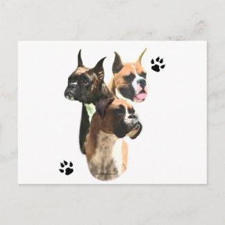 Boxer Trio Postcard