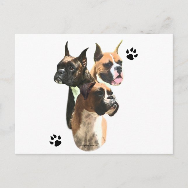 Boxer Trio Postcard (Front)