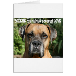 Boxer:  Velvet-covered Love