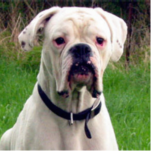 Boxer white statuette