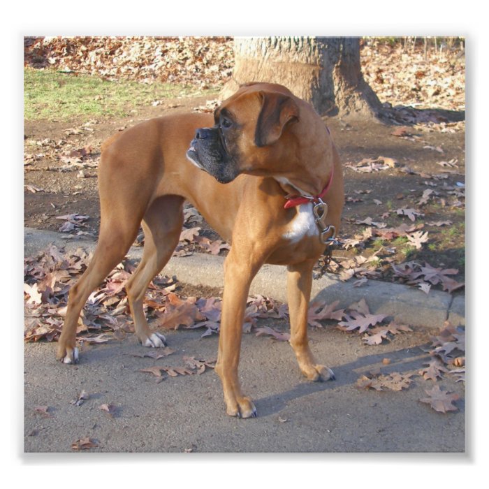 Boxer With Underbite Looking Back Photograph