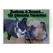 Boxers and Bostons (Front Horizontal)