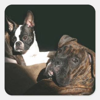 Boxers and Bostons: Awesome Twosome 2 Square Sticker