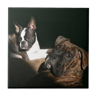 Boxers and Bostons: Awesome Twosome 2 Tile