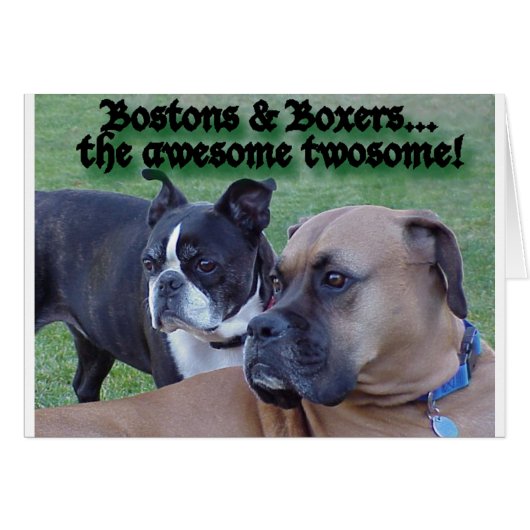 Boxers and Bostons Cards (Front Horizontal)