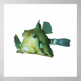 Boxfish - Abstract Design - Cut out of a photo | Poster