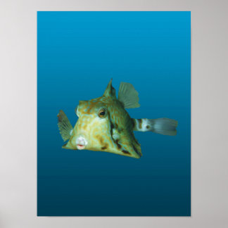 Boxfish Close-up! Gradient blue background |  Poster
