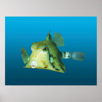 Boxfish Close-up! Gradient blue background |  Poster