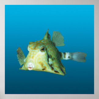 Boxfish Close-up! Gradient blue background |  Poster