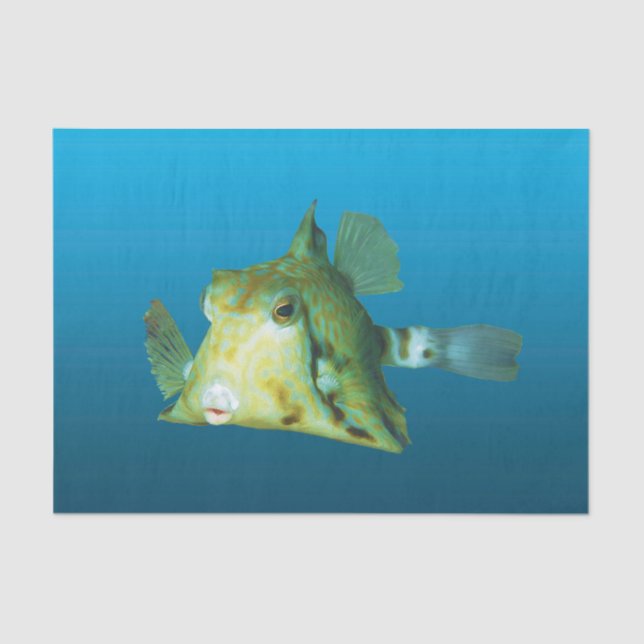 Boxfish Close-up! Gradient blue background |  Tissue Paper (Front)