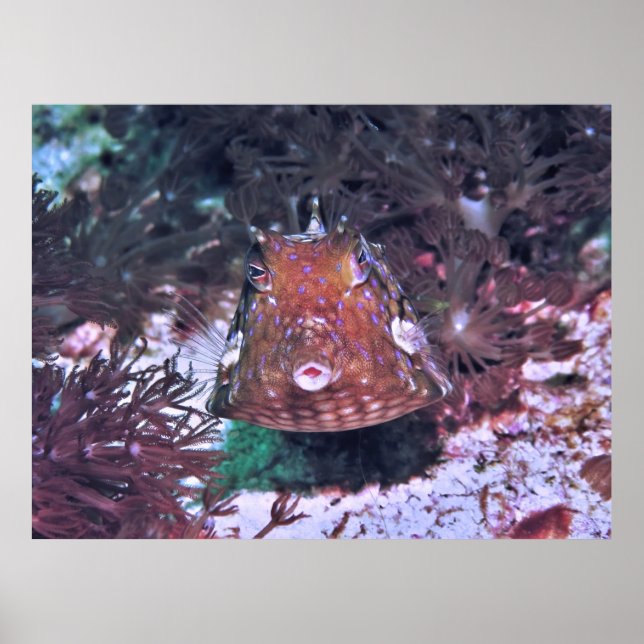 Boxfish in Komodo Poster (Front)
