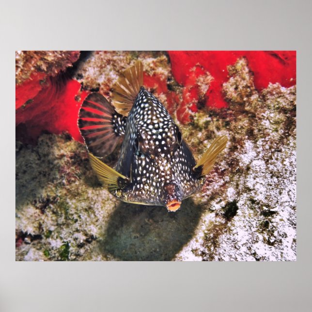 Boxfish Portrait Poster (Front)