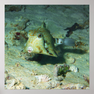 Boxfish - so Cute! Over Sandy Area at Coral Reef | Poster