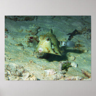 Boxfish - so Cute! Over Sandy Area at Coral Reef | Poster