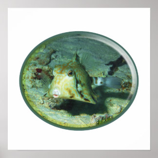 Boxfish - so Cute! Photograhic Design of Cowfish | Poster