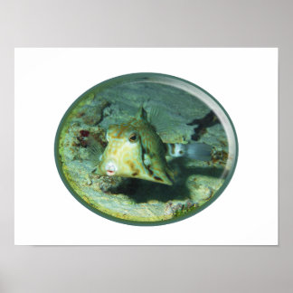 Boxfish - so Cute! Photograhic Design of Cowfish | Poster