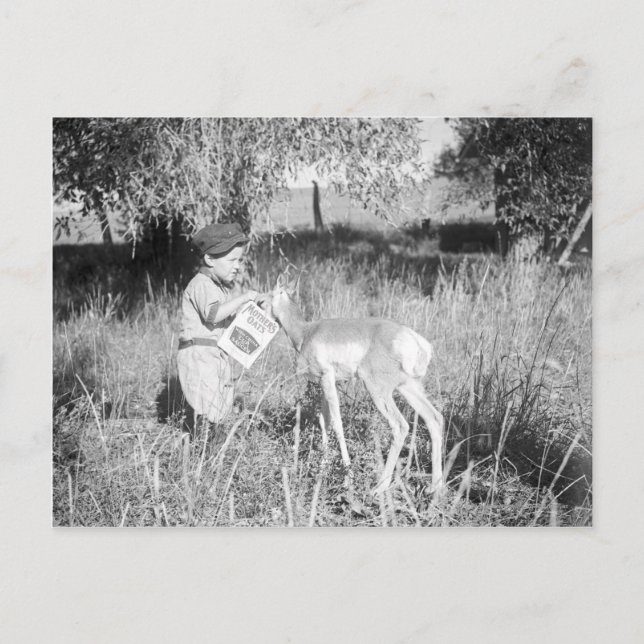 Boy feeding antelope postcard (Front)
