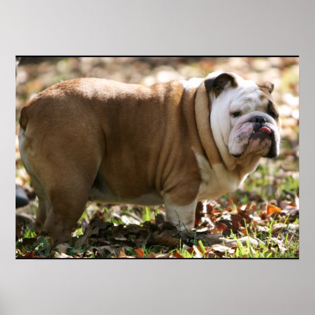 Boy Named Sue Poster (Front)