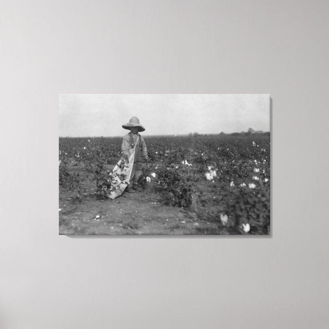 Boy Picking Cotton Photograph West, Texas Canvas Print (Front)