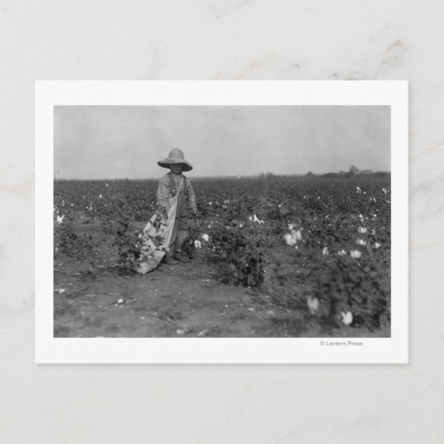 Boy Picking Cotton Photograph West, Texas Postcard (Front)