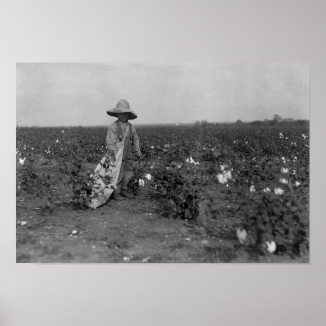 Boy Picking Cotton Photograph West, Texas Poster (Front)