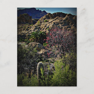 Boyce Thompson Arboretum Postcard