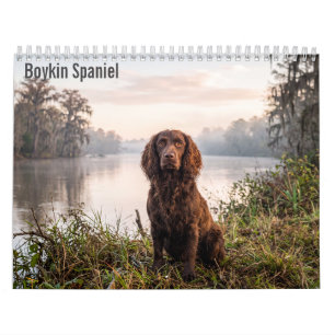 Boykin Spaniel 2027 Wall calendar