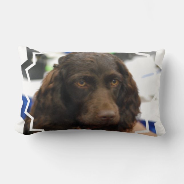 boykin-spaniel-2.jpg lumbar pillow (Front)