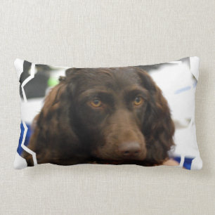 boykin-spaniel-2.jpg lumbar pillow