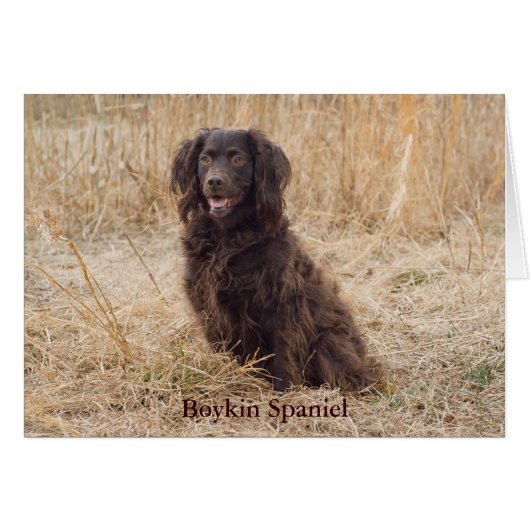 Boykin Spaniel Card (Front Horizontal)