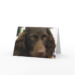 Boykin Spaniel Greeting Cards