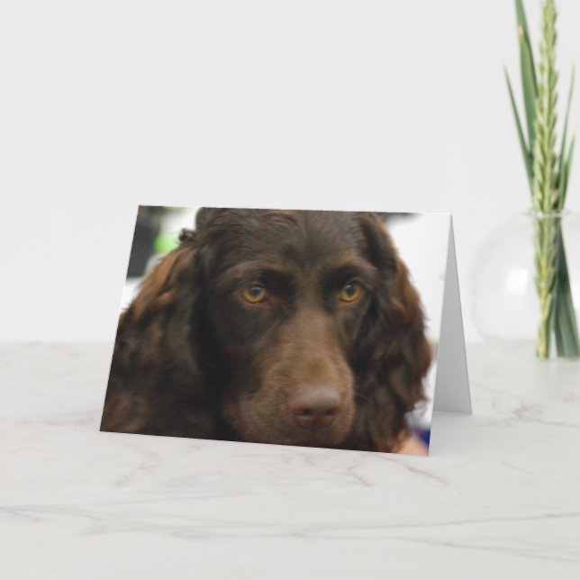 Boykin Spaniel Greeting Cards (Front)