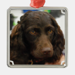 Boykin Spaniel Ornaments