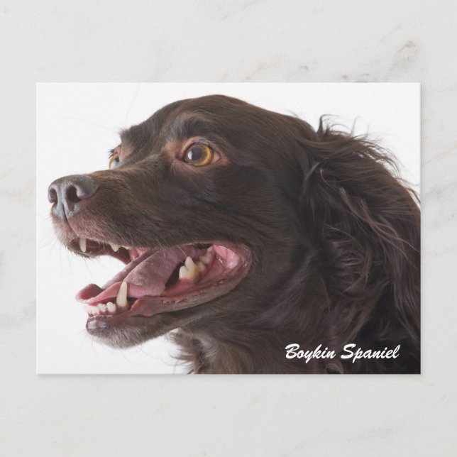 Boykin Spaniel Photo Post Card (Front)
