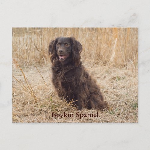 Boykin Spaniel Post Card