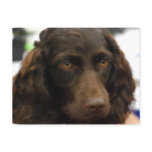 Boykin Spaniel  Postcard