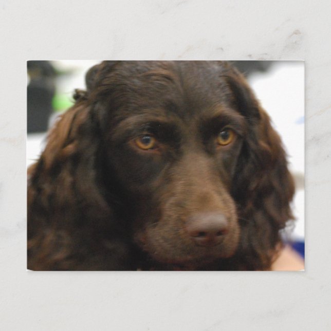 Boykin Spaniel  Postcard (Front)