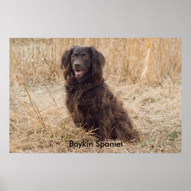 Boykin Spaniel Poster (Front)