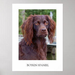 Boykin Spaniel Poster