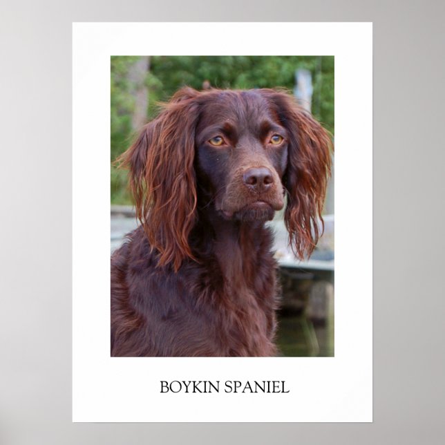 Boykin Spaniel Poster (Front)