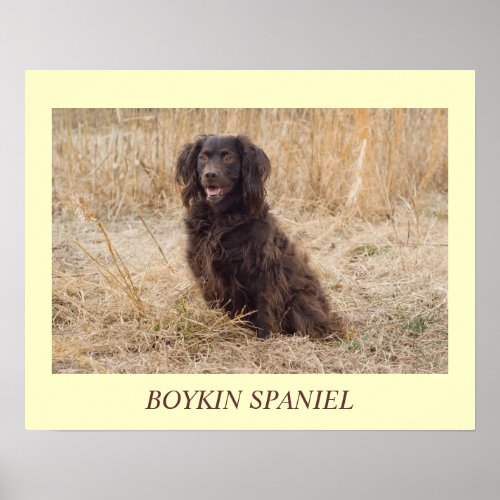 Boykin Spaniel Poster