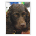 Boykin Spaniel Temporary Tattoos